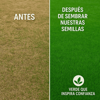 🌱 Semillas de césped enano perenne🌱 ultimas unidades🔥| Crea tu césped perfecto aquí 🌼